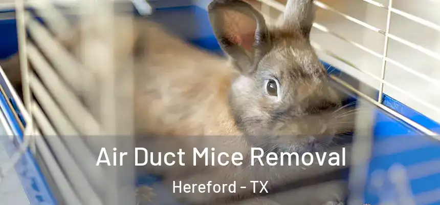  Air Duct Mice Removal Hereford - TX